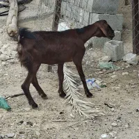 بز.