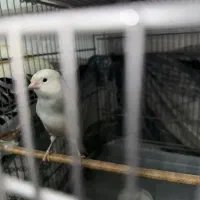 قناری نر و ماده|پرنده|تهران, پیکان شهر|دیوار