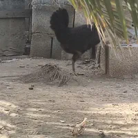 معاوضه کبوتر طوقی وپلاکی بامرغ وخروس