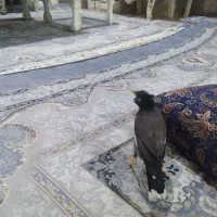 مرغ مینا نر جوان سخن گو|پرنده|گرگان, |دیوار