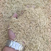 جو  دوپر دامی