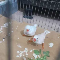 فنچ زیرا|پرنده|بوئین زهرا, |دیوار