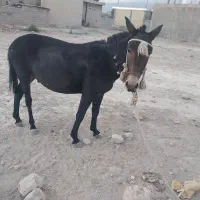 قاطر نرک 5سال|حیوانات مزرعه|کوه چنار, |دیوار