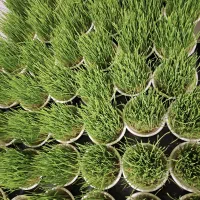 فروش سبزه سلطنتی برای عید به صورت کلی و جزئی