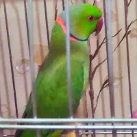 طوطی ملنگو  سخنگو پسر به اسم چیکو
