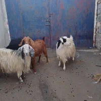 بز داشتی|حیوانات مزرعه|ماهیدشت, |دیوار