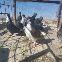 کفتر یا کبوتر دم سفید کرباتی ساده|پرنده|تربتحیدریه, بالا ولایت|دیوار