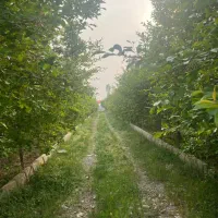 زمین در هاشمیه ۶۲|فروش زمین و ملک کلنگی|مشهد, هفت تیر (حافظ)|دیوار