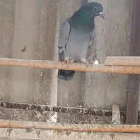 پرشی‌به‌شرت