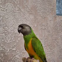 طوطی سنگال نر دستی