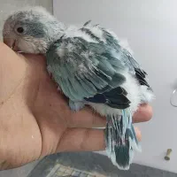 راهب کاسکو گیرین چیک لوری ملنگو عروس هلندی