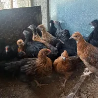 جوجه|پرنده|نجف‌آباد, گلدشت|دیوار