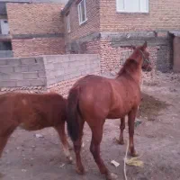 اسب ماده|اسب و تجهیزات اسبسواری|دهگلان, |دیوار