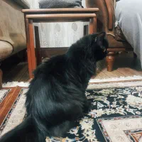 گربه نژاد دار اصیل