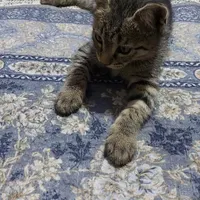 واگذاری رایگان بچه گربه