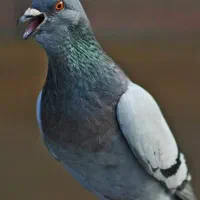 کبوتر زاجر گم کردم شاهدیه