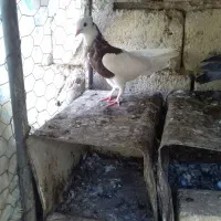 کفتر طوقی