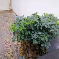 بونسای میخک