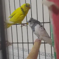 یک جفت عروس هلندی سخنگو|پرنده|بهار, |دیوار