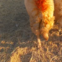 یک راس قوچ سنجابی اصیل