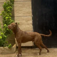 واگزاری سگ پیتبول ۱۰ماهه