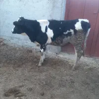 گاو گوساله نر|حیوانات مزرعه|مرودشت, رامجرد یک|دیوار