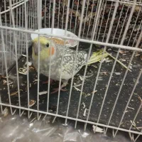 عروس هلندی