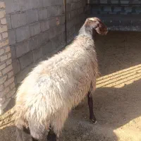 قوچ همو