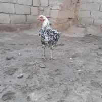 سندی