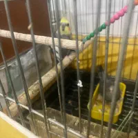 عروس هلندی مولد با تخم و جوجه