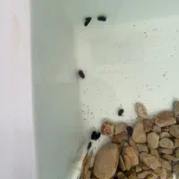 فروش ماهی زینتی|ماهی|مرودشت, بیست متری بیمارستان|دیوار