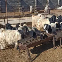 بز کردی مهابادی اصل|حیوانات مزرعه|بسطام, |دیوار