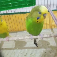 مرغ عشق مولد