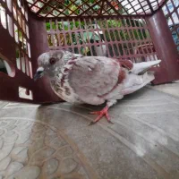 کبوتر