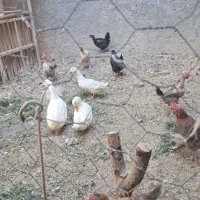 دوعدد اردک شمالی ودوتا محلی