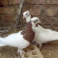 یک جفت کبوتر طوقی|پرنده|یزد, |دیوار