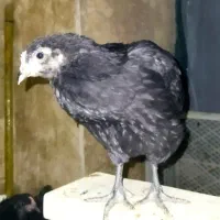 جوجه ۳ ماهه آرکانا لاکنزی تخم آبی