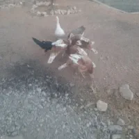 ۴ تا بوقلمون بوربور|حیوانات مزرعه|بیستون, |دیوار