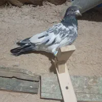 تیدی|پرنده|مسجد سلیمان, |دیوار