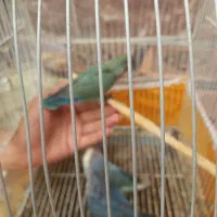 طوطی و کبوتر