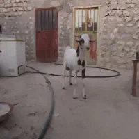کهر نر چاق