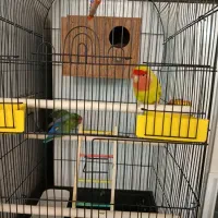 یک جفت طوطی برزیلی|پرنده|قدس, شهر‌قدس|دیوار