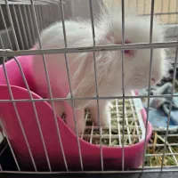 خرگوش لوپ|موش و خرگوش|کرج, فاز ۳ گوهردشت|دیوار