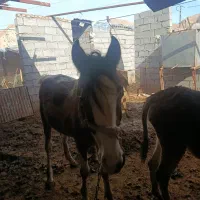 اسب|اسب و تجهیزات اسبسواری|مسجد سلیمان, |دیوار