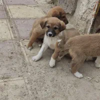 واگزاری رایگان ۶عدد توله سگ