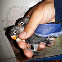 جوجه کوتوله تازه دونخور