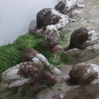 بوقلمون بوربون معاوضه