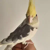 عروس هلندی|پرنده|قزوین, |دیوار