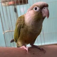 گرینچیک آناناسی اهلی