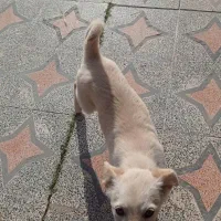 سگ پا کوتاه ۳ماهه